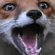 Preview of PhilippSilverFoxPack